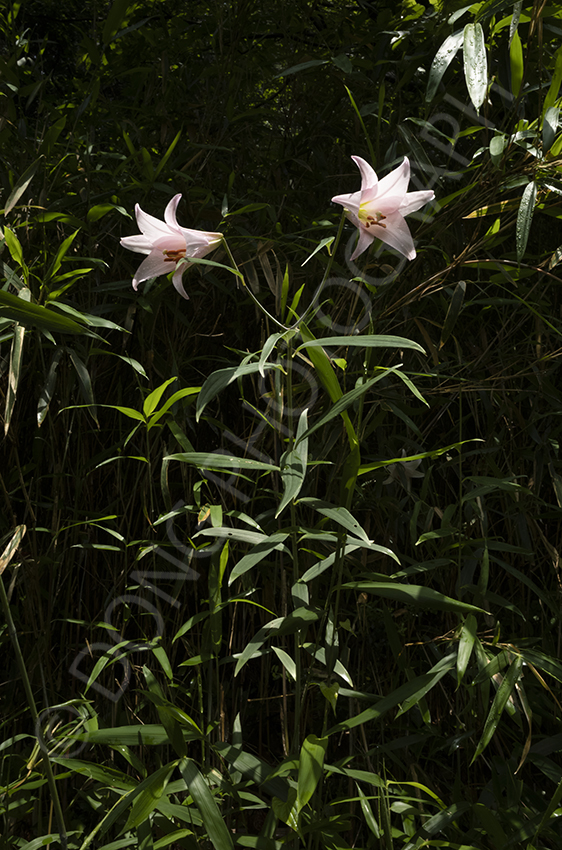 Japanese lilies